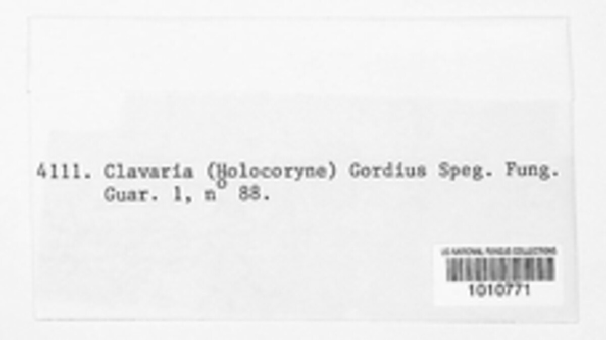 Pterulicium gordium image